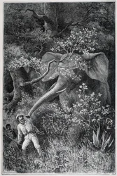 Livingstone sorpreso da un elefante, in "Le Tour du Monde"
