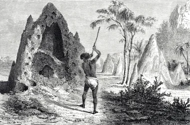 Nidi delle formiche bianche, termiti