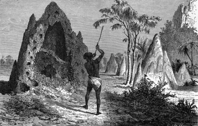 Villaggio di termiti guerriere, Africa. Incisione 1897