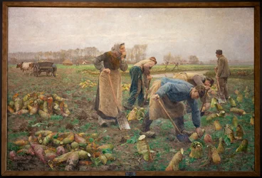 Raccolta delle barbabietole
