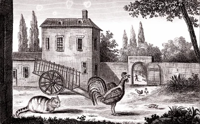 Il gallo, il gatto e il topo, favola di La Fontaine