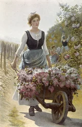 Raccolta dei fiori
