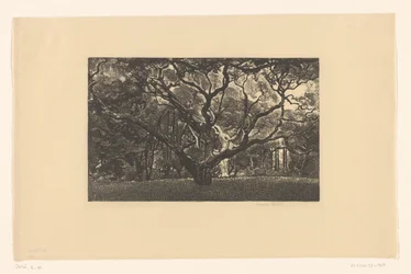 Vecchio albero