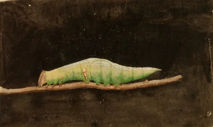 Bruco più grande di Beach Leaf Edge, studio per il libro "Concealing Coloration in the Animal Kingdom".