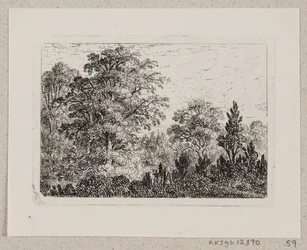 Paesaggio boschivo