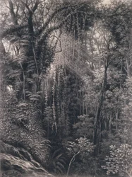 Veduta della gola sopra Apia, Upolu, Samoa occidentale, 1877