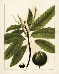 Castagno americano, Castanea dentata