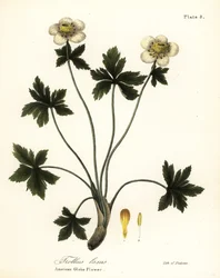 Fiore a globo americano, Trollius laxus