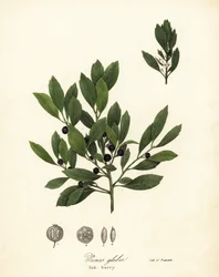 Ilex glabra