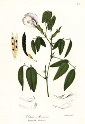 Pisello farfalla, ali di piccione atlantico o clitoria del Maryland, Clitoria mariana