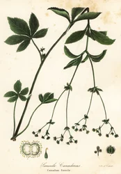 Sanicola canadese