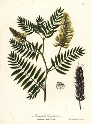 Astragalo canadese, Astragalus canadensis
