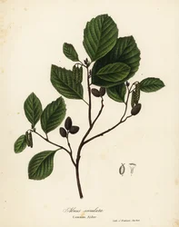 Ontano comune, Alnus serrulata