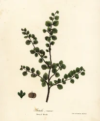 Betulla nana