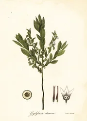Mirtillo nano, Gaylussacia dumosa