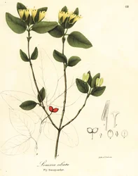 Caprifoglio volante, Lonicera ciliata
