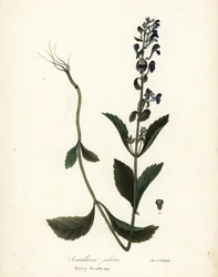Scutellaria pilosa