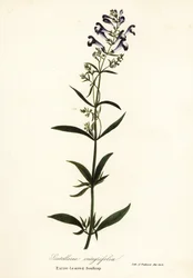 Fiore a elmo, Scutellaria integrifolia