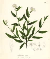 Tè di Jersey, Ceanothus herbaceus