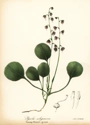 Pirola, Pyrola asarifolia