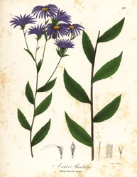 Aster ruvido o aster di legno ruvido, Eurybia radula