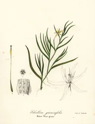 Piantaggine del fango o giacinto d