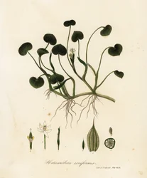 Pianta di fango o giacinto d