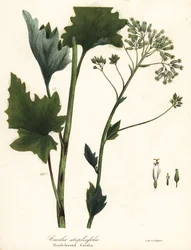 Piantaggine indiana pallida, Arnoglossum atriplicifolium