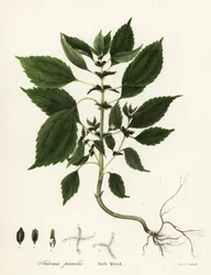 Erba ricca, Adenia pumila