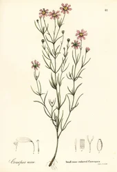 Coreopsis rosa piccolo