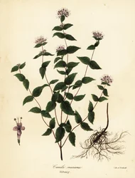 Cunila origanoides