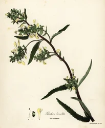 Pedicularis lanceolata