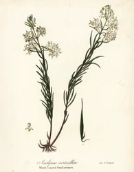 Asclepias verticillata