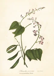 Fagiolo selvatico, Phaseolus polystachios