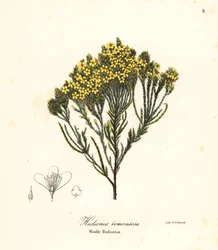 Erica lanosa, erica di spiaggia, erica di sabbia o Hudsonia lanosa, Hudsonia tomentosa