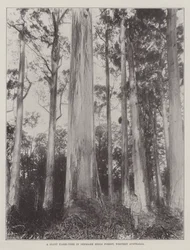 Un albero gigante di Karri nella foresta di Denmark Hills, Australia occidentale