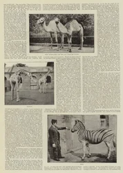 Un fotografo dilettante allo zoo