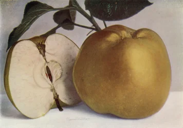 Apple, Lord Derby (foto a colori)
