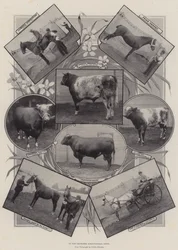 Alla Mostra Agricola di Leicester