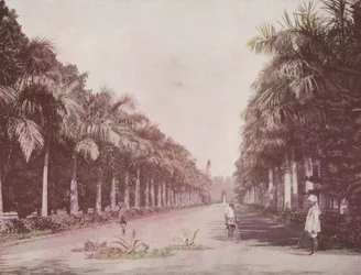 Viale delle Palme, Giardini Botanici, Calcutta