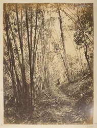 Foresta di bambù sul Teesta. Vedute di Darjeeling. Anni 1870