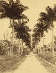 Bridgetown, Barbados, un viale di palme