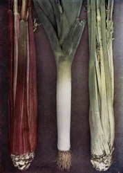 Sedano e porri (foto a colori)