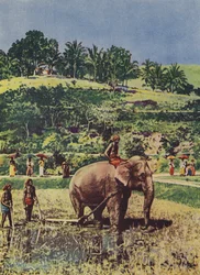 Elefante che aiuta ad arare i campi di riso in India