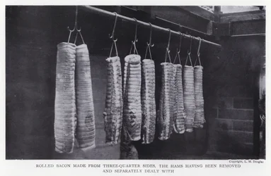 Bacon arrotolato fatto da tre quarti di lati, i prosciutti sono stati rimossi e trattati separatamente