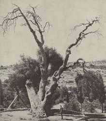 La Quercia di Mamre; Quercia di Abramo, dove Abramo piantò la sua tenda e costruì un altare