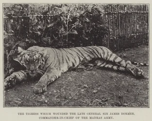 La tigre che ferì il defunto generale Sir James Dormer, comandante in capo dell