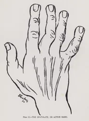 La mano spatolata, o mano attiva (foto in bianco e nero)
