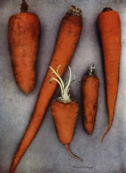 Tipi di carota (foto a colori)