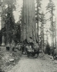 "Wawona" Grande Albero, Mariposa Grove, California